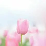 ゆか
