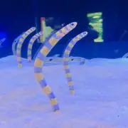 はまの画像