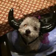うさの画像
