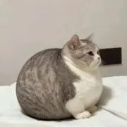 た∞の画像