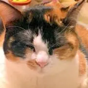 おティンの画像