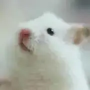 nekonekoの画像