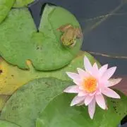 ピョンスケ