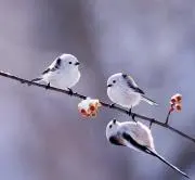 ちゅんたの画像