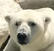 ぴーなっつの画像
