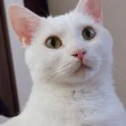 かりん