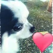 さすけ