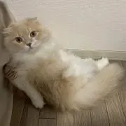 五ヱ門の画像