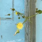 かすみの画像