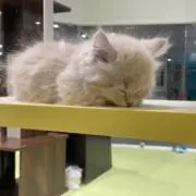 さかなの画像