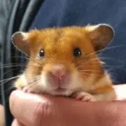 こまの画像