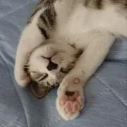 まいこの画像