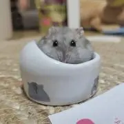ちょ