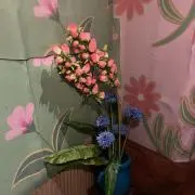 もちの画像