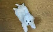 ヘチの画像
