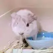 ますとら【プロフ見てくれると嬉しいです】の画像