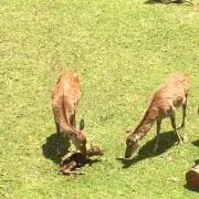 ドキンママの画像