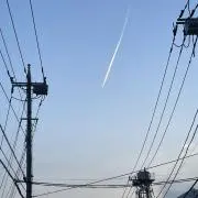 テリアの画像