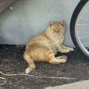 Annaの画像