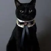 黒猫の画像