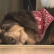 さゆり