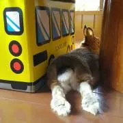 Bivi