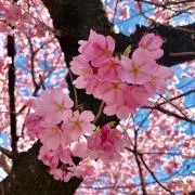 りりの画像