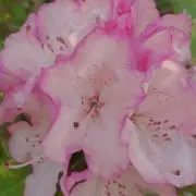 ひまわり