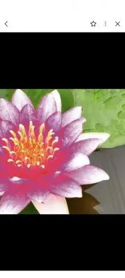 幸花
