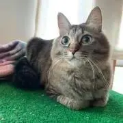 miya☆の画像
