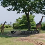 はんちえよん