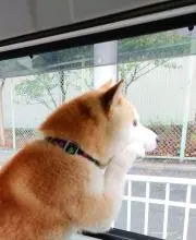あゆき本舗⭐️値下げ交渉歓迎⭐️の画像