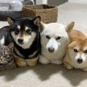 犬になった猫の画像