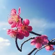 S Mの画像