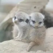 やとの画像