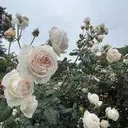 sakuの画像