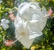 商品IDご希望あれば記載します.