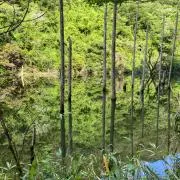 つかさの画像