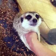 キューピー