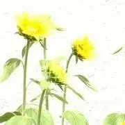 コスモス