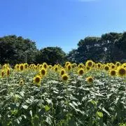 sの画像