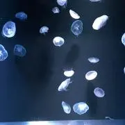 kaaaa