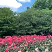 amの画像