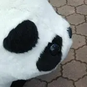 ハチの画像