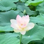 ryuryuの画像