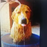 ナイトウ