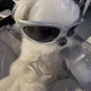 えにゅの画像