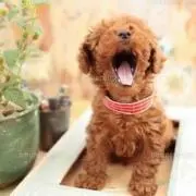 yawn