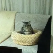 ティガの画像