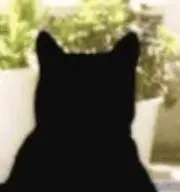 モモチンの画像